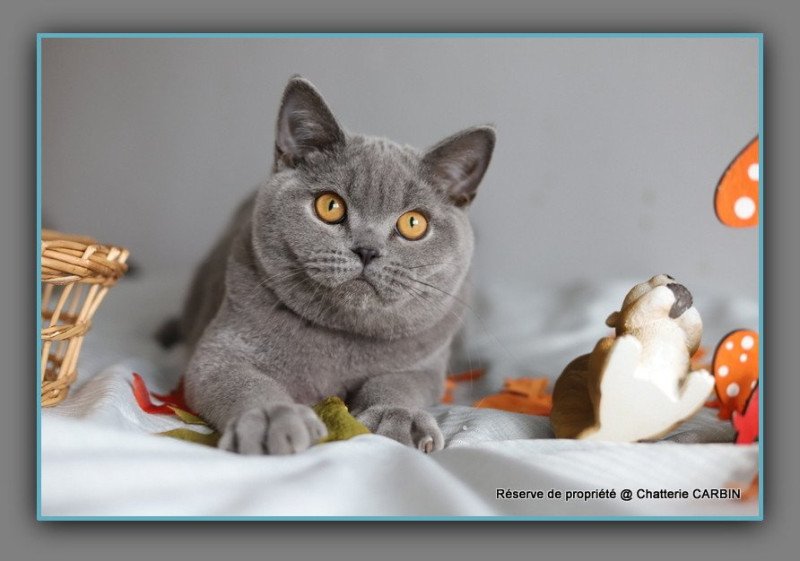 ADAM CARBIN Mâle British Shorthair