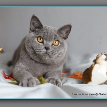 chaton British Shorthair blue ADAM Chatterie Carbin