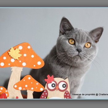 chaton British Shorthair blue ADAM Chatterie Carbin