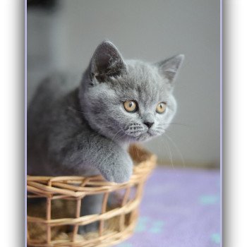 chaton British Shorthair blue ADAM Chatterie CARBIN chaton British Shorthair blue ADAM Chatterie CARBIN