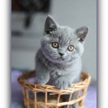 chaton British Shorthair blue ADAM Chatterie CARBIN chaton British Shorthair blue ADAM Chatterie CARBIN