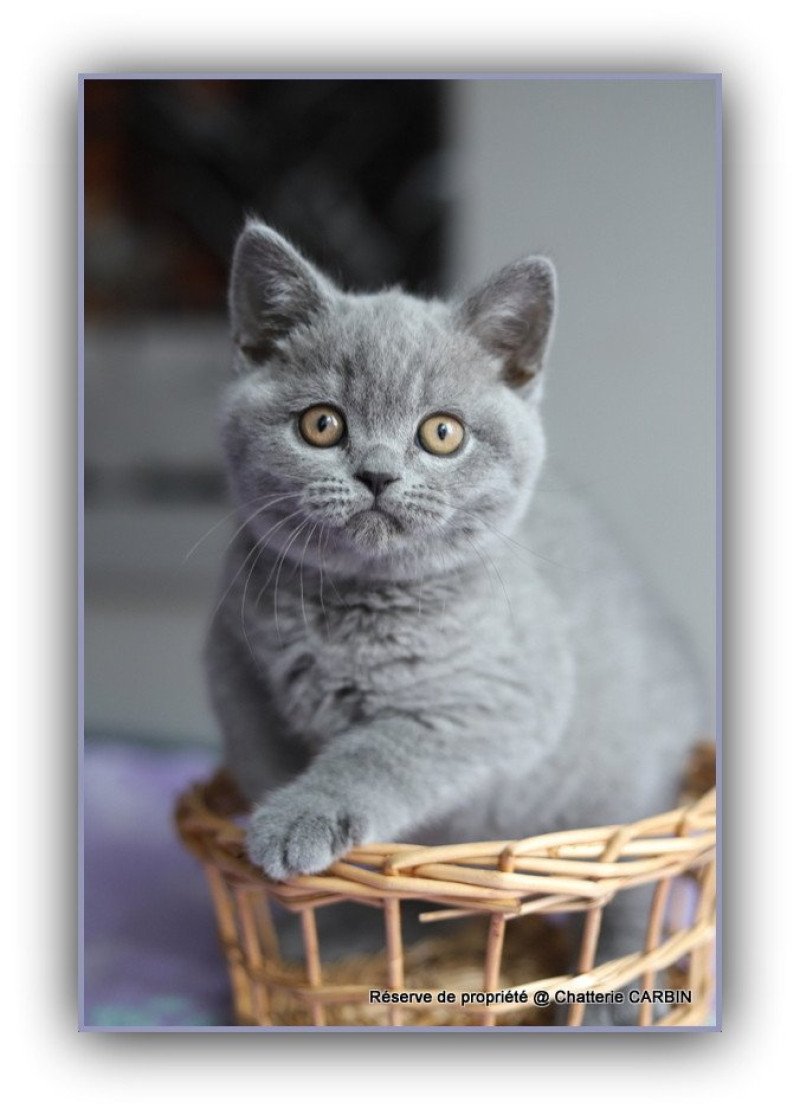 ADAM CARBIN Mâle British Shorthair ADAM CARBIN Mâle British Shorthair