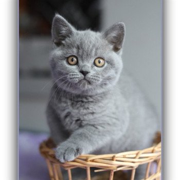 chaton British Shorthair blue ADAM Chatterie CARBIN chaton British Shorthair blue ADAM Chatterie CARBIN