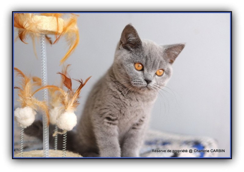 ADAM CARBIN Mâle British Shorthair