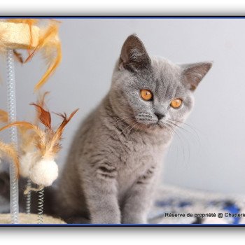 chaton British Shorthair blue ADAM Chatterie Carbin