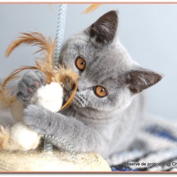 chaton British Shorthair blue ADAM Chatterie Carbin