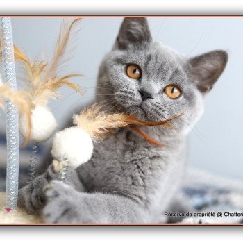 chaton British Shorthair blue ADAM Chatterie Carbin