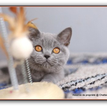 chaton British Shorthair blue ADAM Chatterie Carbin