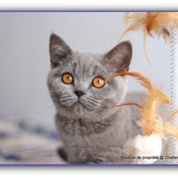 chaton British Shorthair blue ADAM Chatterie Carbin