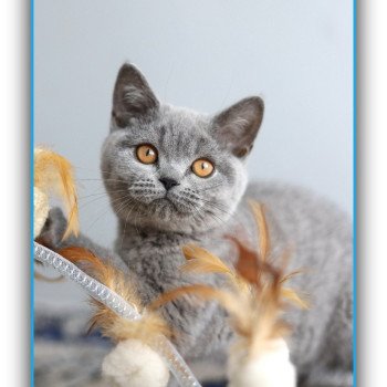 chaton British Shorthair blue ADAM Chatterie Carbin