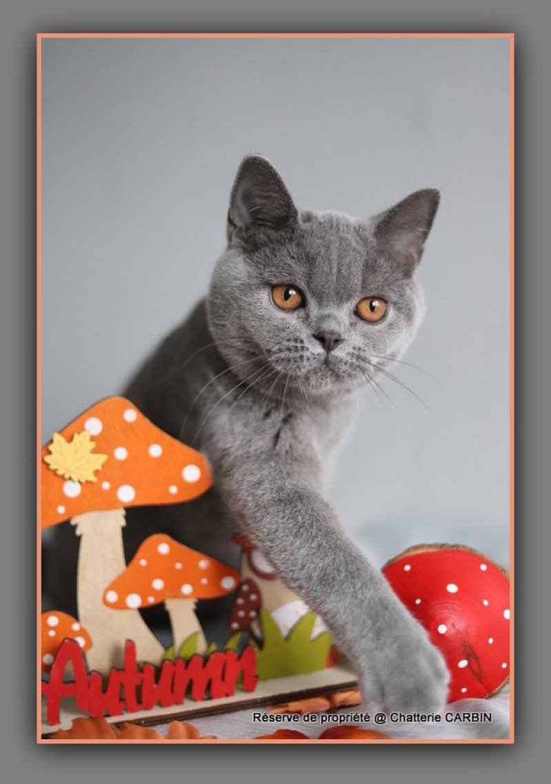 AGATE CARBIN Femelle British Shorthair AGATE CARBIN Femelle British Shorthair