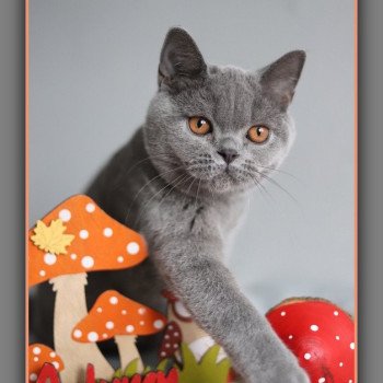 chaton British Shorthair blue AGATE Chatterie Carbin chaton British Shorthair blue AGATE Chatterie Carbin