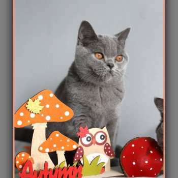 chaton British Shorthair blue AGATE Chatterie Carbin chaton British Shorthair blue AGATE Chatterie Carbin