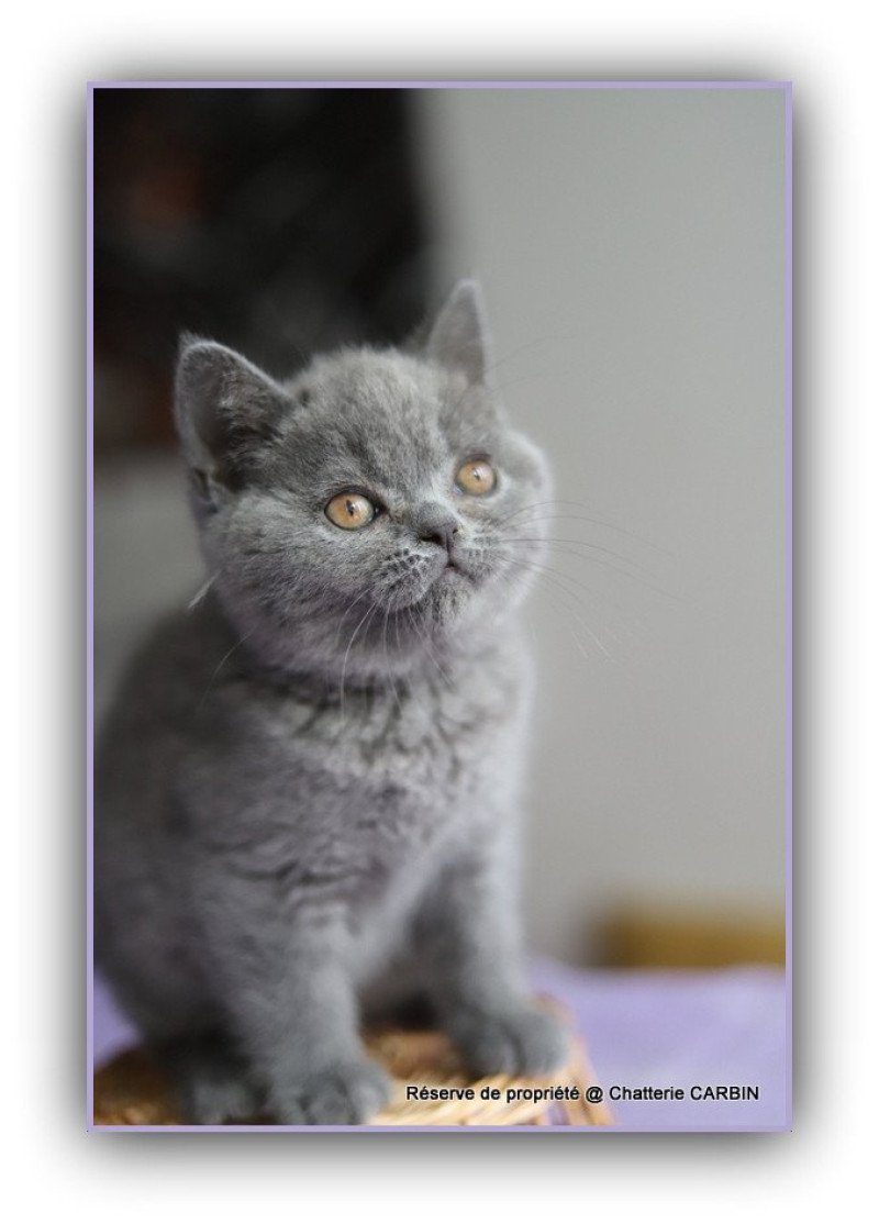 AGATE CARBIN Femelle British Shorthair AGATE CARBIN Femelle British Shorthair