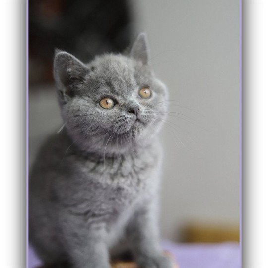 AGATE CARBIN Femelle British Shorthair