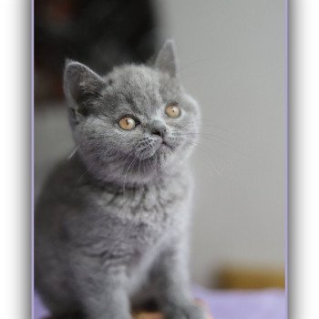 chaton British Shorthair blue AGATE Chatterie CARBIN chaton British Shorthair blue AGATE Chatterie CARBIN