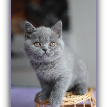chaton British Shorthair blue AGATE Chatterie CARBIN chaton British Shorthair blue AGATE Chatterie CARBIN