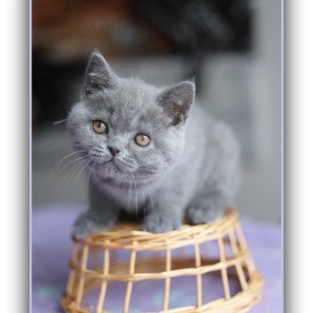chaton British Shorthair blue AGATE Chatterie CARBIN chaton British Shorthair blue AGATE Chatterie CARBIN