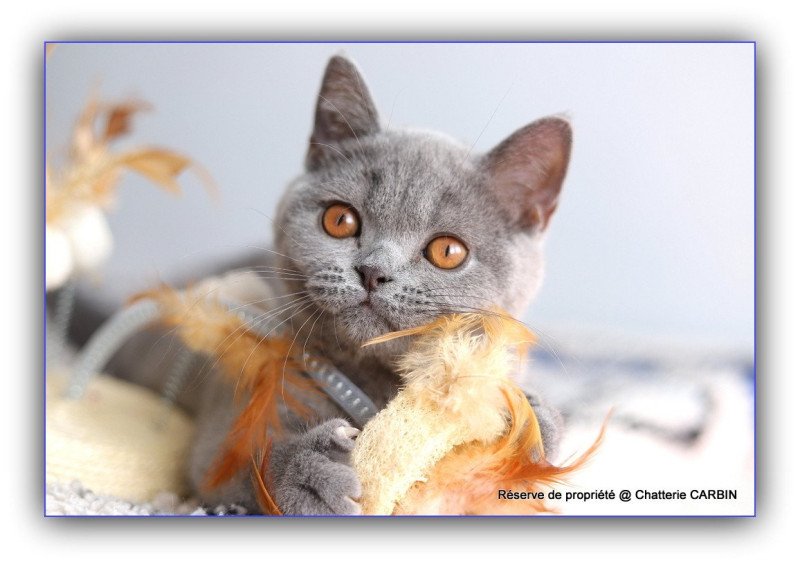 AGATE CARBIN Femelle British Shorthair