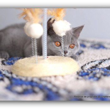 chaton British Shorthair blue AGATE Chatterie Carbin