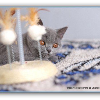 chaton British Shorthair blue AGATE Chatterie Carbin