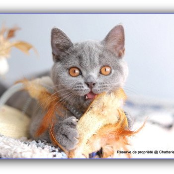 chaton British Shorthair blue AGATE Chatterie Carbin
