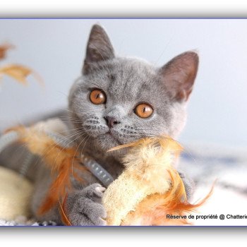 chaton British Shorthair blue AGATE Chatterie Carbin