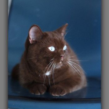 chat British Shorthair chocolate ALADDIN Chatterie Carbin