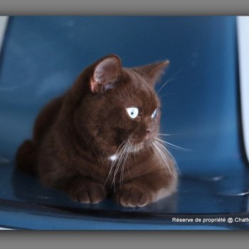 chat British Shorthair chocolate ALADDIN Chatterie Carbin