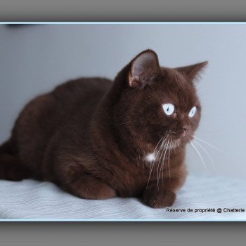 chat British Shorthair chocolate ALADDIN Chatterie Carbin