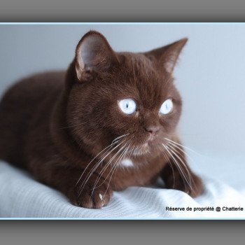 chat British Shorthair chocolate ALADDIN Chatterie Carbin