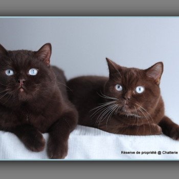 chat British Shorthair chocolate ALADDIN Chatterie Carbin