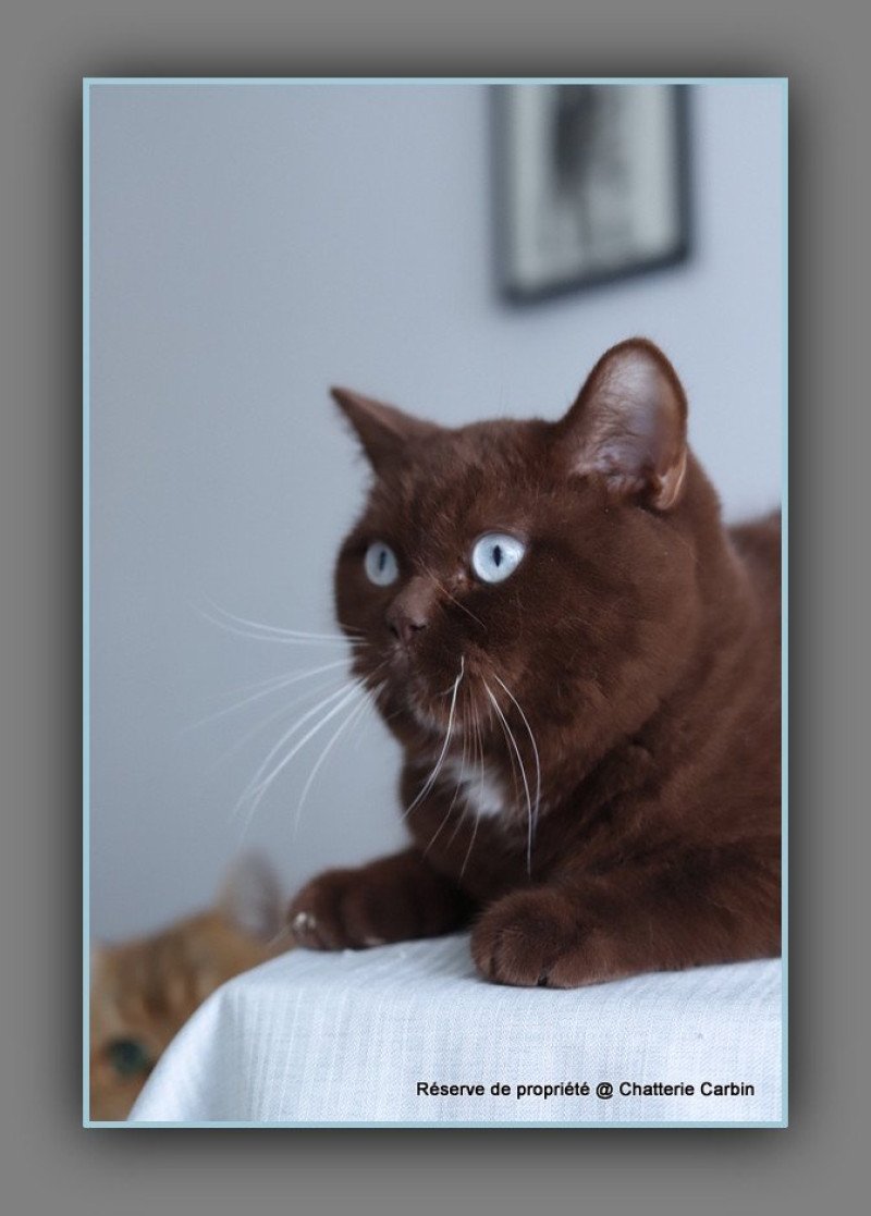 Aladdin DE LÉMATYCE Mâle British Shorthair