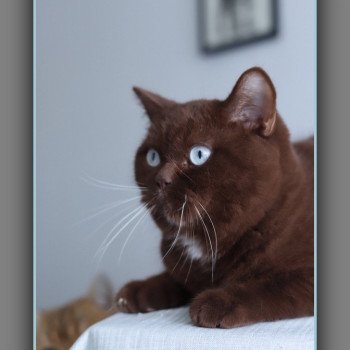 chat British Shorthair chocolate ALADDIN Chatterie Carbin