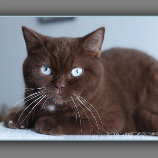 Aladdin DE LÉMATYCE Mâle British Shorthair