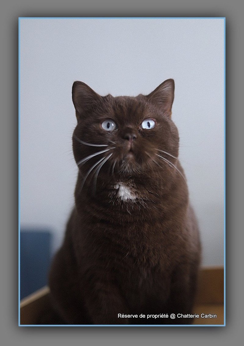 Aladdin DE LÉMATYCE Mâle British Shorthair