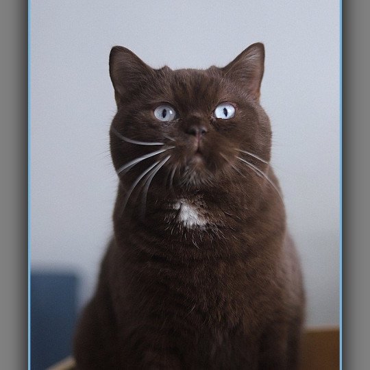 Aladdin DE LÉMATYCE Mâle British Shorthair