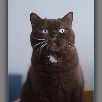chat British Shorthair chocolate Aladdin Chatterie Carbin