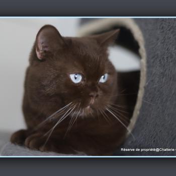 Aladdin DE LÉMATYCE Mâle British Shorthair