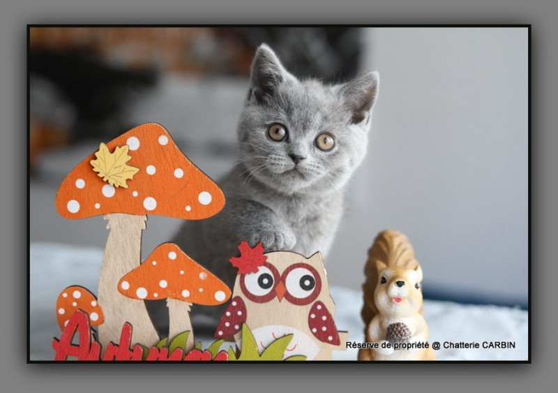 ALDEN CARBIN Mâle British Shorthair