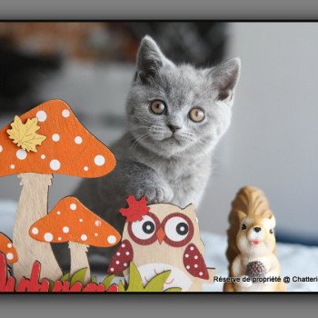 chaton British Shorthair blue ALDEN ROBERT Chatterie Carbin