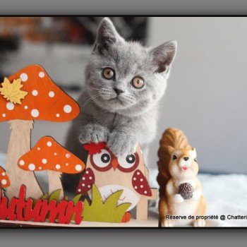 chaton British Shorthair blue ALDEN ROBERT Chatterie Carbin