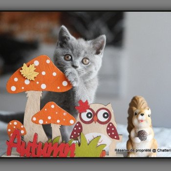 chaton British Shorthair blue ALDEN ROBERT Chatterie Carbin