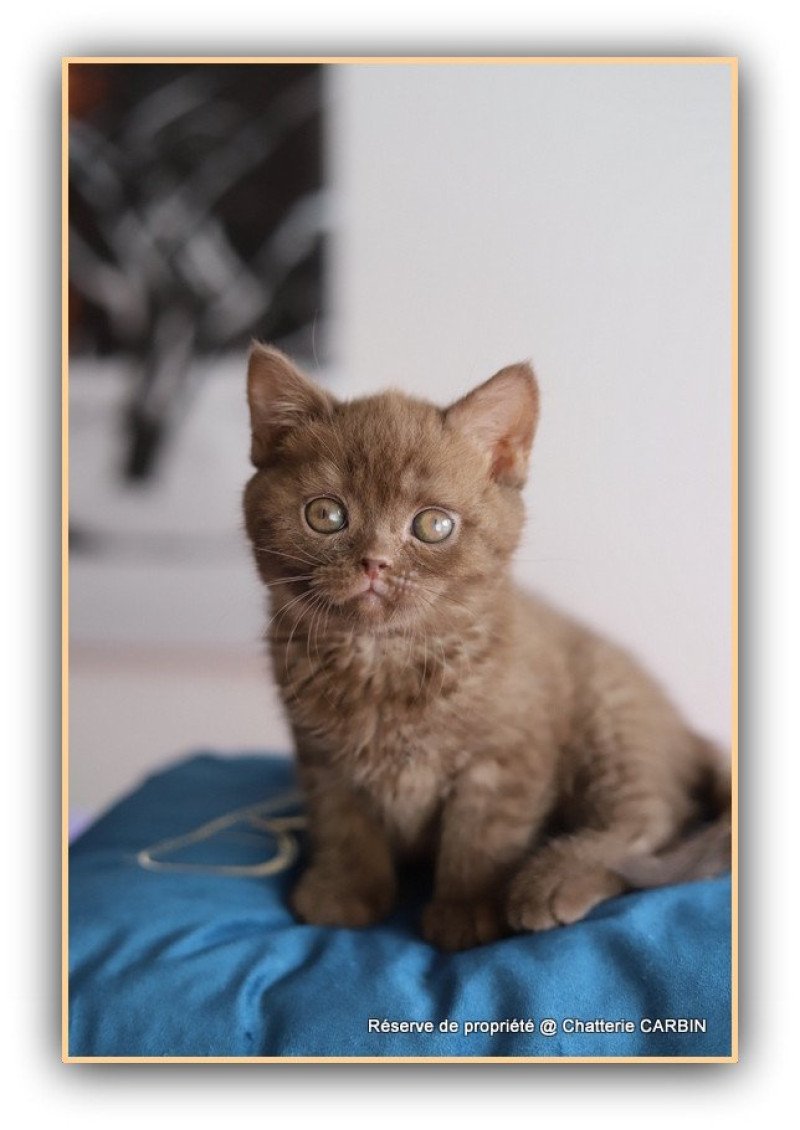 ALL OF ME CARBIN Mâle British Shorthair ALL OF ME CARBIN Mâle British Shorthair