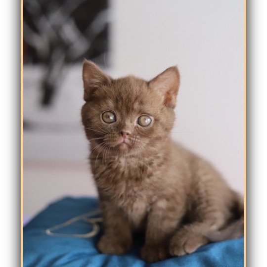 ALL OF ME CARBIN Mâle British Shorthair