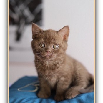 chaton British Shorthair chocolate ALL OF ME Chatterie CARBIN chaton British Shorthair chocolate ALL OF ME Chatterie CARBIN