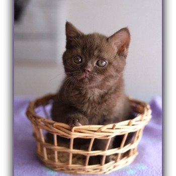 chaton British Shorthair chocolate ALL OF ME Chatterie CARBIN chaton British Shorthair chocolate ALL OF ME Chatterie CARBIN