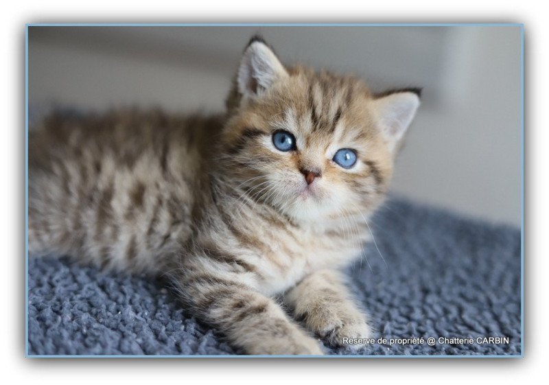 ALLAN WATER CARBIN Mâle British Shorthair ALLAN WATER CARBIN Mâle British Shorthair