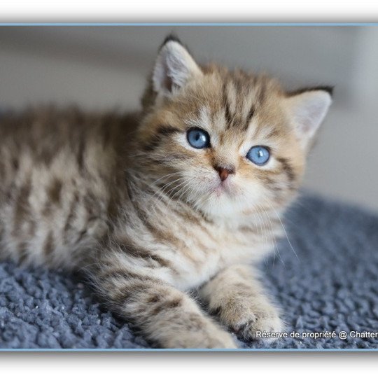 ALLAN WATER CARBIN Mâle British Shorthair