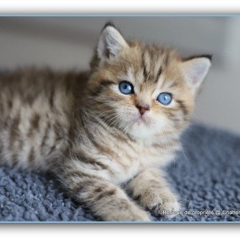 chaton British Shorthair black golden mackerel tabby ALLAN WATER Chatterie Carbin chaton British Shorthair black golden mackerel tabby ALLAN WATER Chatterie Carbin